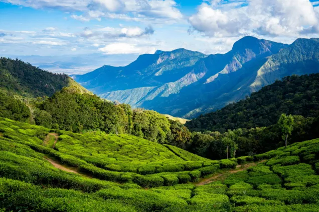 Трансфер Кочин - Муннар