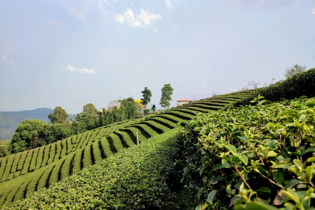 Чайные плантации. Золотой треугольник